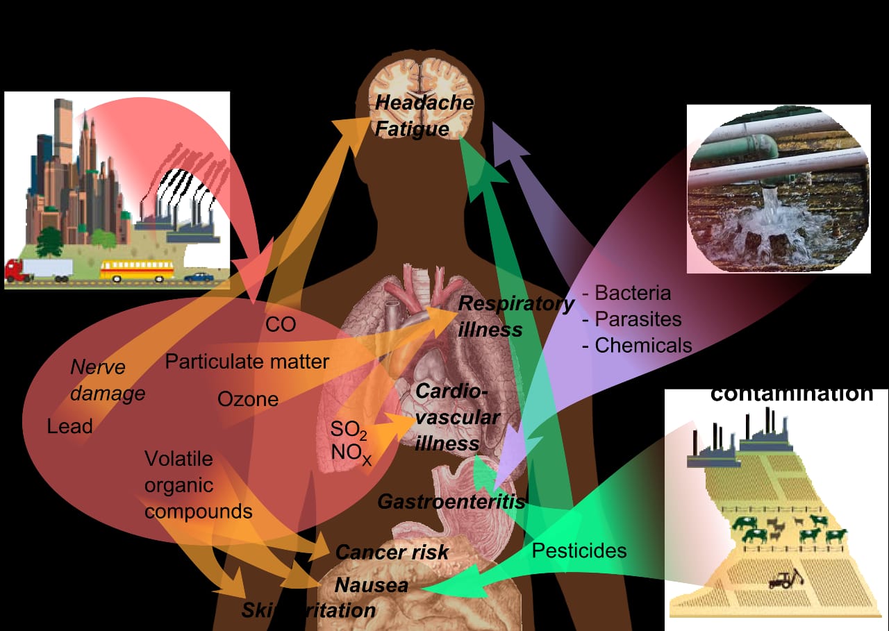 Effects Of Environmental Pollution