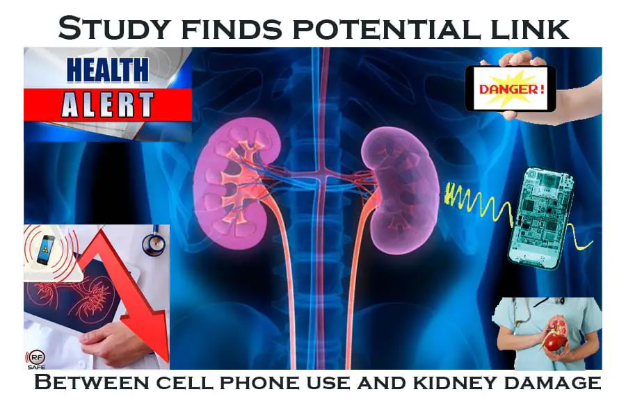 Research On The Long-Term Effects Of Radiation Emitted From Mobile Phones On Kidney Cells