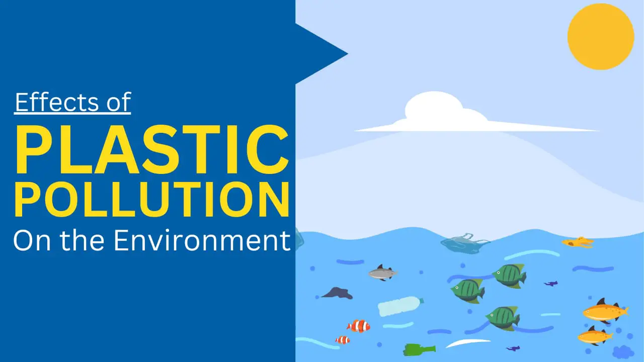 Environmental Effects Of Plastic Pollution