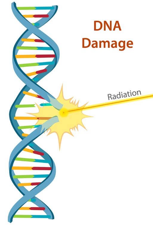 DNA Integrity Problem By Mobile Cellular Phones