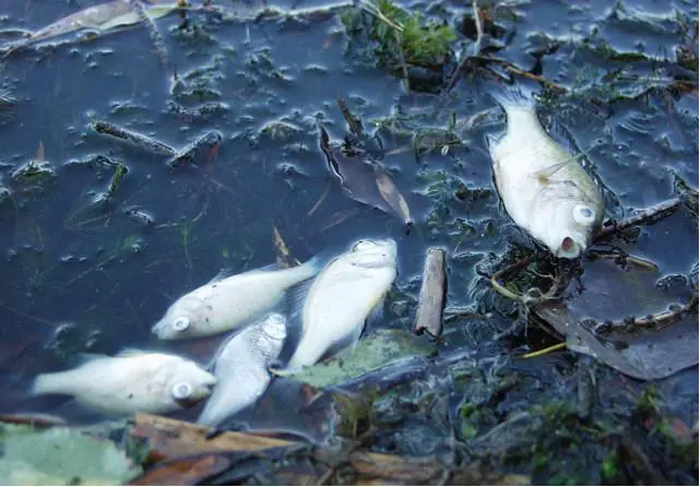 Effects Of Pollution On Aquatic Biota